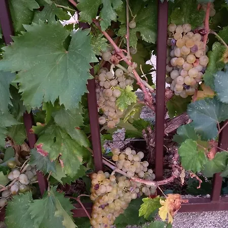 Vinka דירה מוסטר